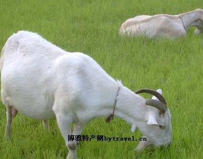 宜昌路山羊板皮