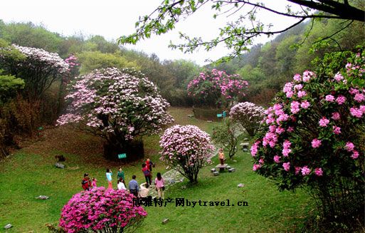 南川金佛山杜鹃