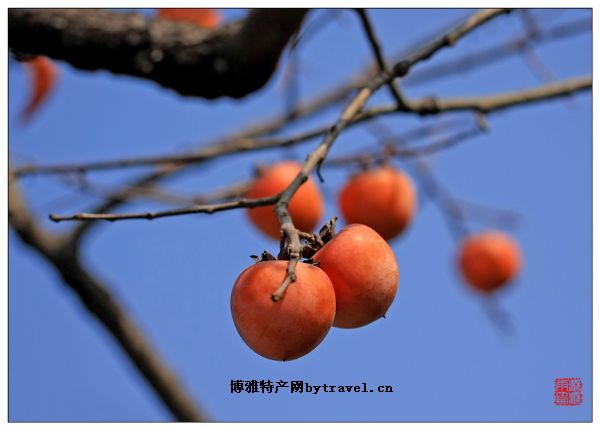 罗董水柿