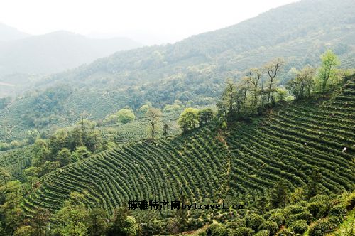 “鼎湖”牌茶叶