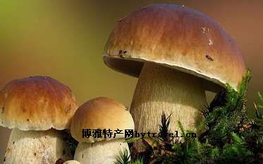 伊春牛肝菌